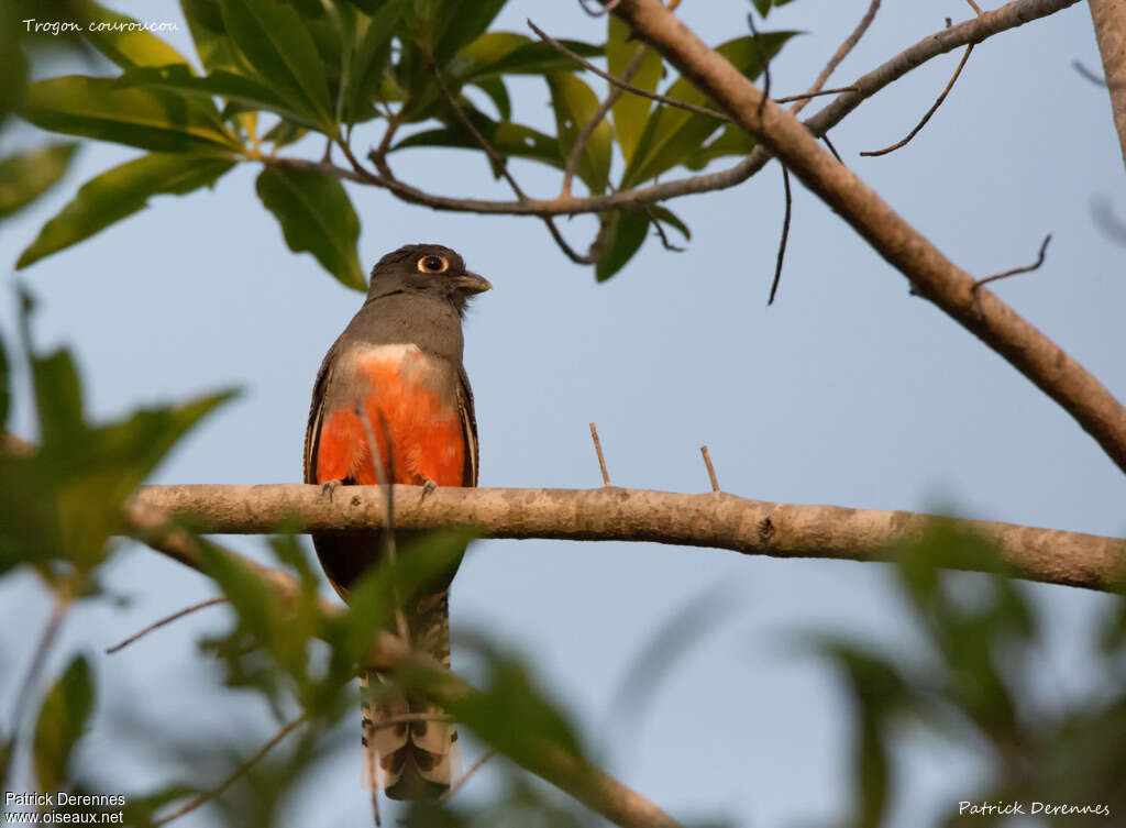 Trogon couroucou femelle adulte, portrait