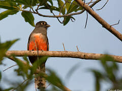 Blue-crowned Trogon