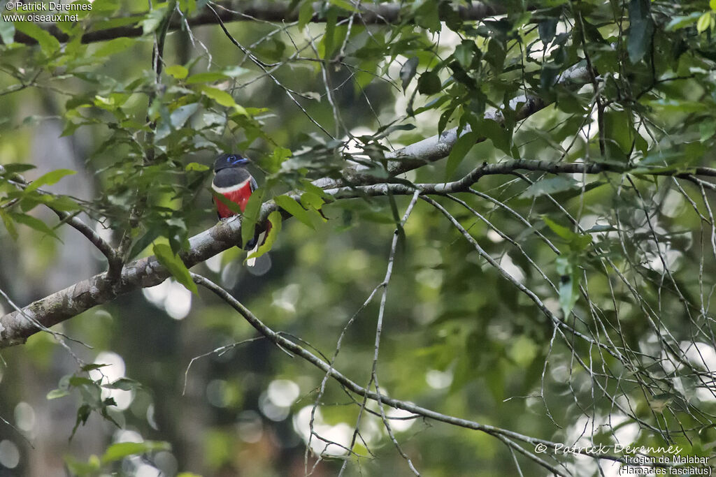 Malabar Trogon male, identification, habitat