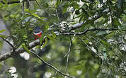 Trogon de Malabar