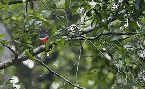 Malabar Trogon