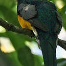 Trogon de Pelzeln
