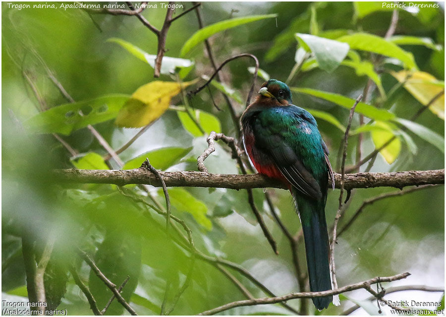 Narina Trogon female adult, identification