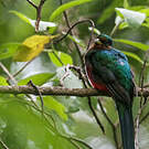Trogon narina