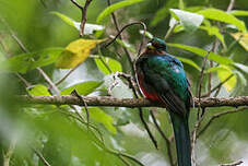 Trogon narina