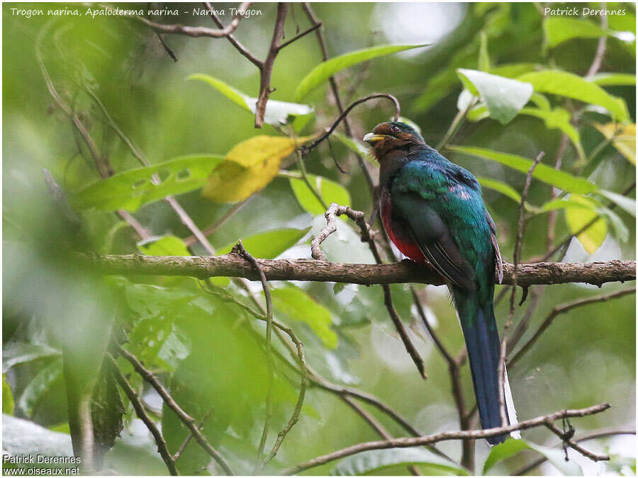 Trogon narina femelle adulte, identification