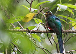 Narina Trogon