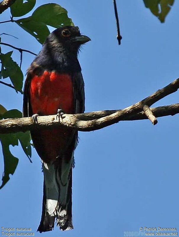 Trogon surucua mâle adulte