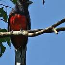 Trogon surucua