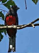 Surucua Trogon