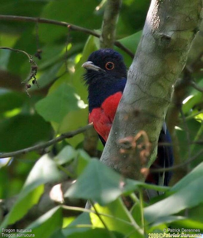 Surucua Trogon male adult