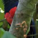 Trogon surucua