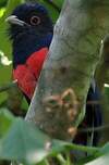 Trogon surucua