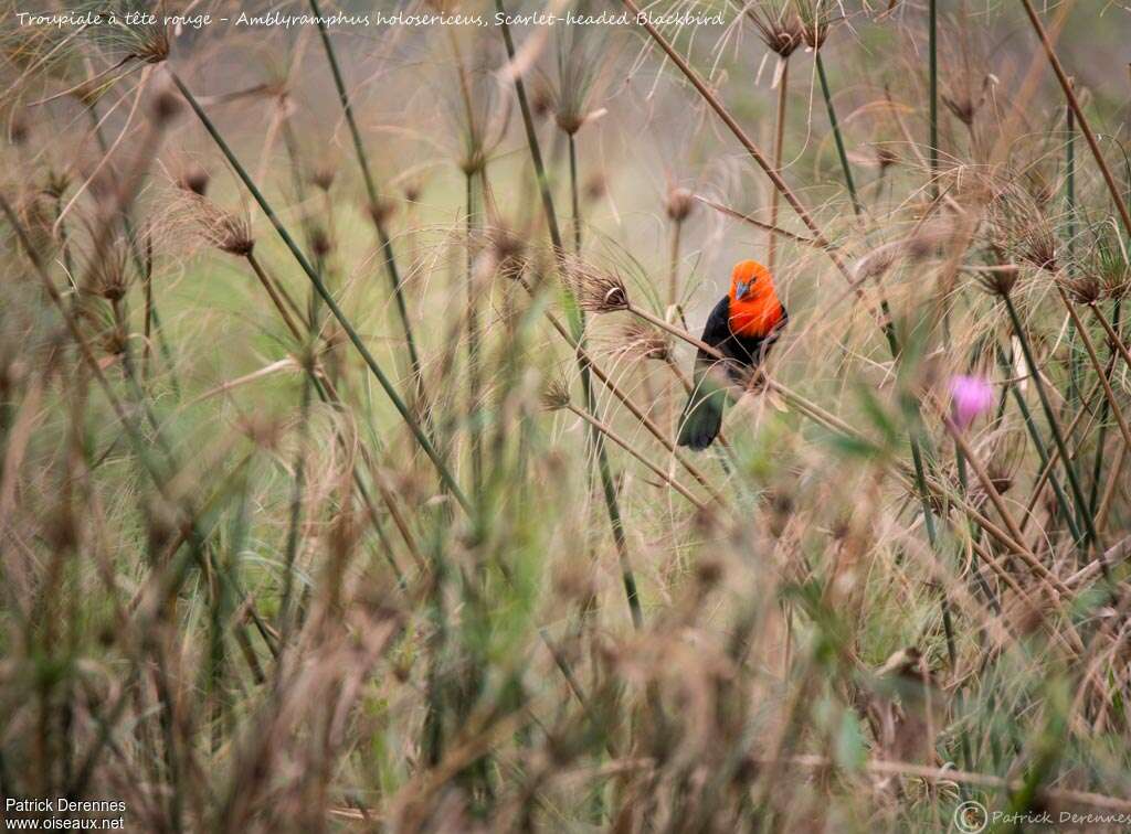 Troupiale à tête rougeadulte, habitat