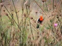 Scarlet-headed Blackbird