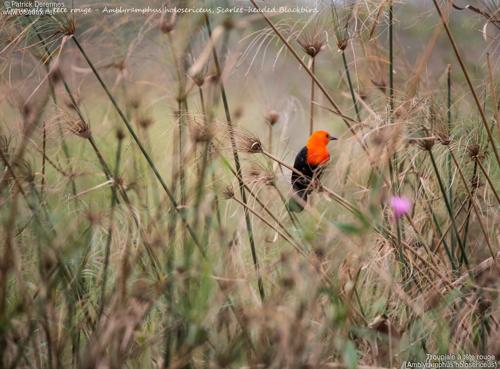 Scarlet-headed Blackbird, identification