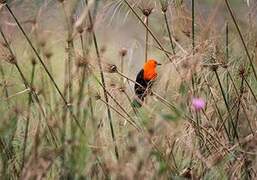 Scarlet-headed Blackbird