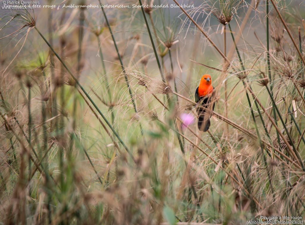 Troupiale à tête rouge, identification