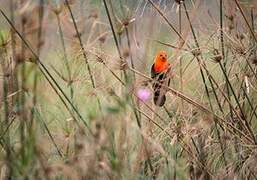 Scarlet-headed Blackbird