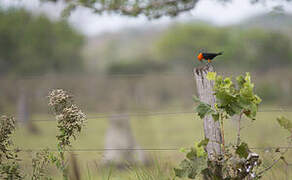 Scarlet-headed Blackbird