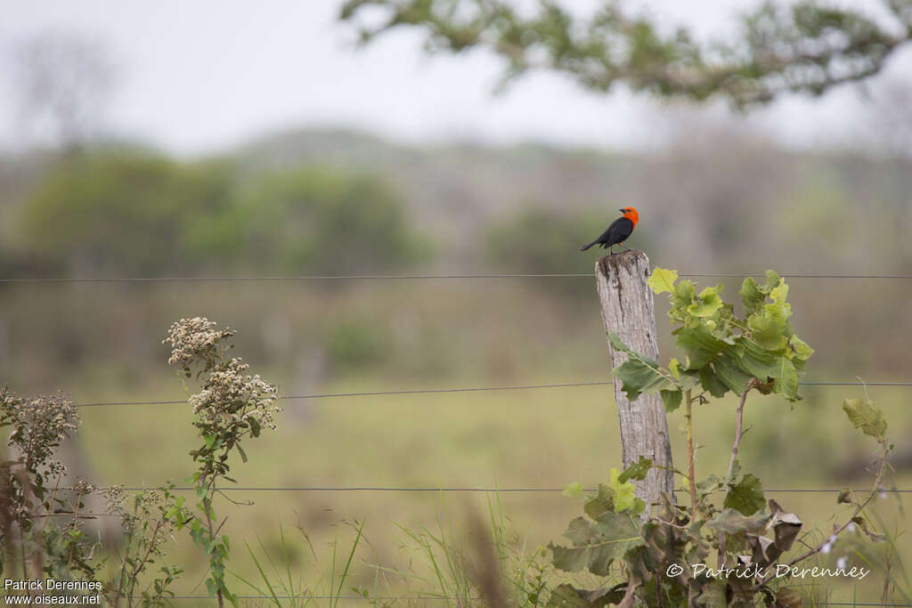 Scarlet-headed Blackbirdadult, habitat