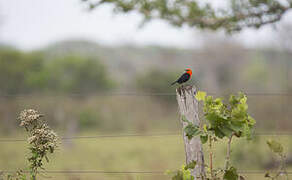 Scarlet-headed Blackbird