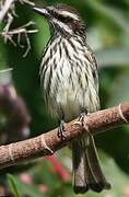 Streaked Flycatcher