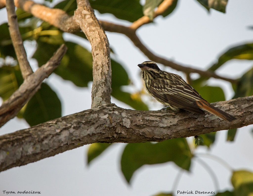 Streaked Flycatcher, identification, habitat