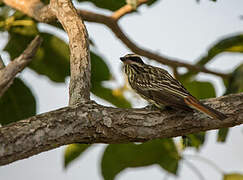 Streaked Flycatcher