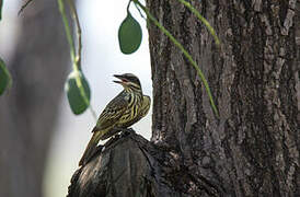 Streaked Flycatcher