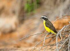 Rusty-margined Flycatcher