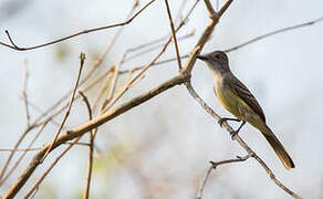 Swainson's Flycatcher