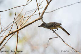 Swainson's Flycatcher