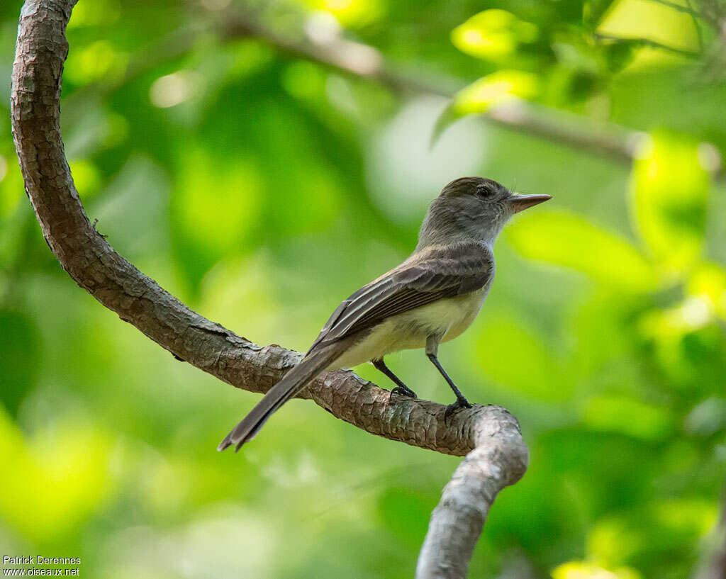 Swainson's Flycatcheradult, identification