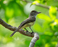 Swainson's Flycatcher