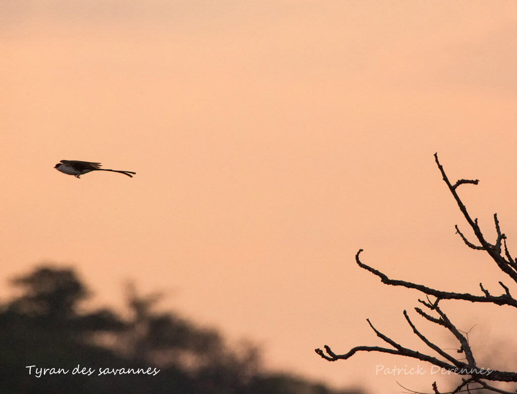 Fork-tailed Flycatcher, Flight