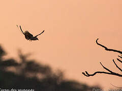 Fork-tailed Flycatcher