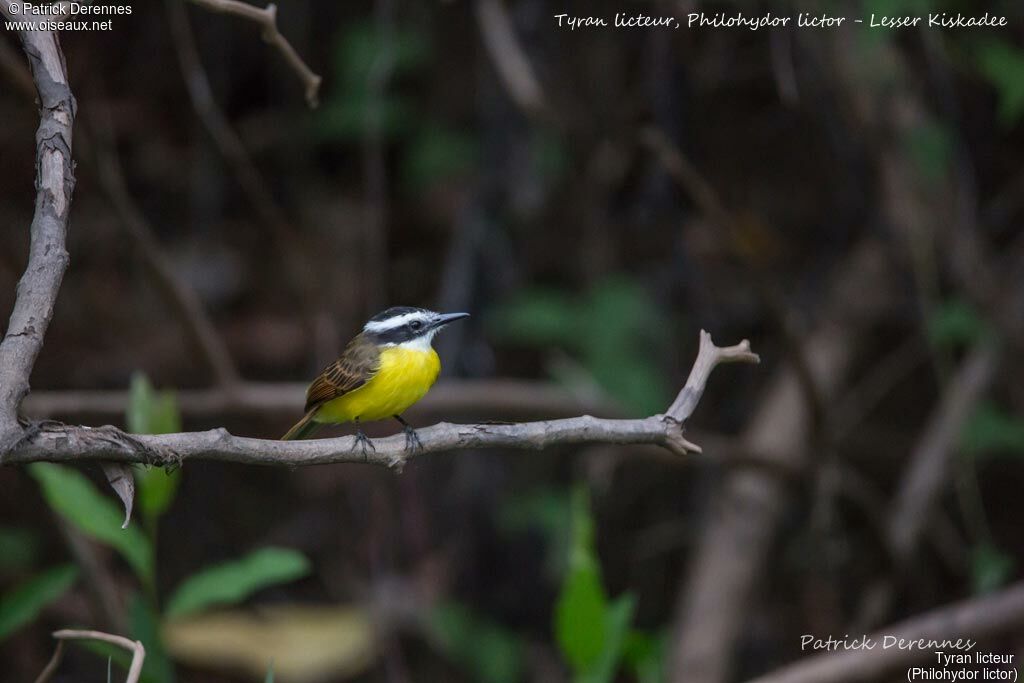 Lesser Kiskadee, identification, habitat