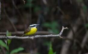 Lesser Kiskadee