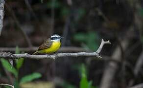 Lesser Kiskadee