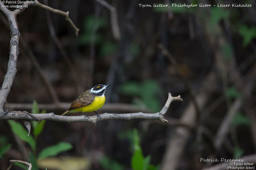 Lesser Kiskadee, identification, habitat