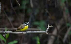 Lesser Kiskadee