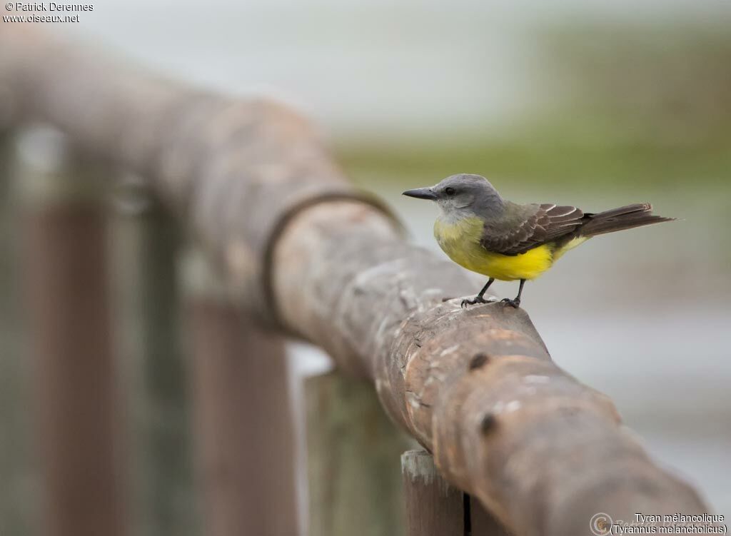 Tropical Kingbird, identification