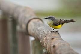 Tropical Kingbird