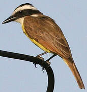 Great Kiskadee