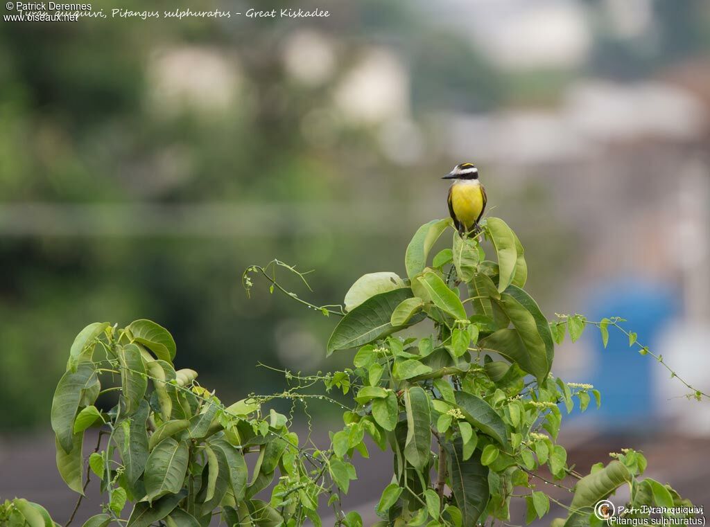 Great Kiskadee, identification, habitat