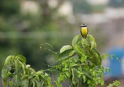 Great Kiskadee