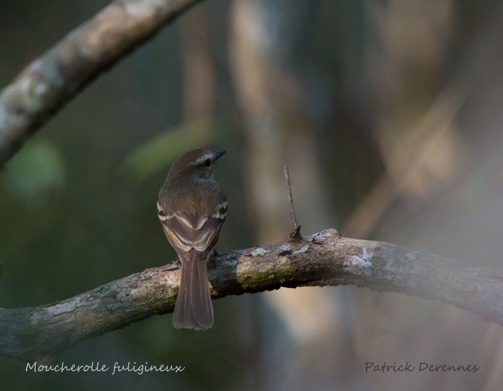 Mouse-colored Tyrannulet, identification, habitat