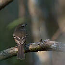 Tyranneau souris