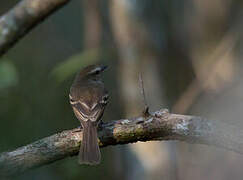 Mouse-colored Tyrannulet